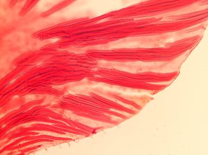 잎 가장자리를 지지하는 길고 가늘어지는 섬유상세포, Dionysia kossinskyi