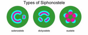 세 가지 기본 유형의 사이포노스텔. 왼쪽에 표시된 사이포노스텔은 양쪽부름관 사이포노스텔이라고도 할 수 있다. 오른쪽에 표시된 유스텔은 측부로, 즉 물관부의 한쪽에 모든 체관부가 있다.