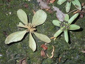 떨어진 스페노데스메 꽃