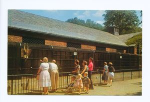 20세기 중반의 원숭이 집