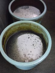 하치조지마의 구사야 액