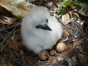 솜털을 가진 어린 병아리