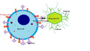 세균 세포(오른쪽)의 섬모는 숙주 세포(왼쪽)의 외부 막에서 발견되는 수용체라고 하는 특정 단백질에 부착된다. 이는 숙주 세포의 수용체와 세균 섬모에서 발견되는 완벽하게 일치하는 부착물 간의 특정 상호 작용을 통해 이루어진다. 세균이 숙주 세포에 부착되는 이 과정은 더 많은 세균이 그 주위에 모이면서 해당 숙주 세포의 식민지화를 초래할 수 있으며, 세균의 지속적인 생존에 필수적이며 조직 및 전체 기관을 감염시킬 수 있게 한다.