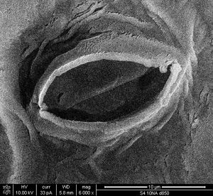 배추(Brassica chinensis) 잎의 기공 전자 현미경 사진
