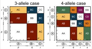 3개 대립 유전자 사례(왼쪽) 및 4개 대립 유전자 사례(오른쪽)에 대한 퍼넷 사각형. 흰색 영역은 동형 접합체이고, 색상 영역은 이형 접합체이다.