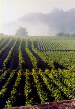 라 로슈포의 포도원, 오트 코트 드 본. 전경의 촘촘한 줄은 가메 품종이고, 배경은 더 넓게 간격을 둔 피노 누아 품종이다.