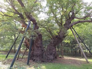 오파 왕의 참나무