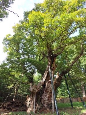 오파 왕의 참나무