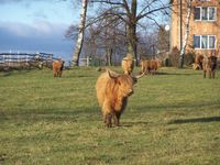 폴란드의 하이랜드 소