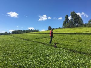 난디현의 차 농장