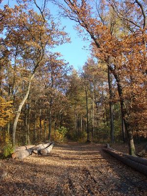 즈비에르지니에츠키 숲
