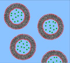 지질 소포의 다이어그램은 소포 내부에 갇힌 생체 분자 용액(녹색 점)을 보여준다.