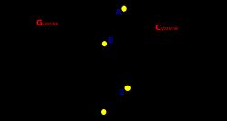 A-, B-, Z-DNA의 나선 축.