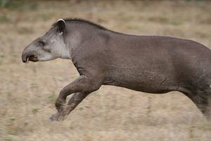 브라질 마투그로수주 판타나우에서 뛰고 있는 남아메리카맥