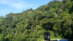 우바투바 인근 세라 도 마르 주립 공원의 오스왈두 크루즈 고속도로 옆에서 바라본 대서양림.