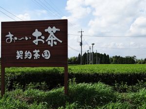 「오이오차」의 계약 차밭