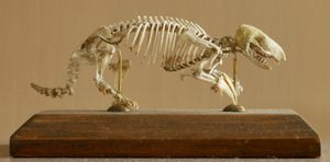 남부주머니두더지의 뼈대