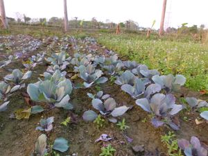 농장의 적채 재배