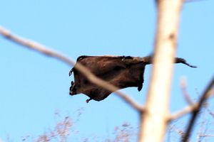 활강하는 인도날다람쥐(*P. philippensis*)