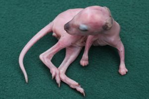 주머니 속 새끼