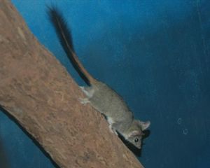 사육중인 붉은꼬리파스코갈레