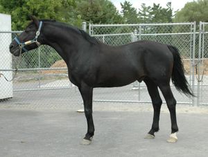 수컷 말의 이차 성징은 암말이나 거세말보다 더 발달된 근육을 포함하며, 목덜미를 따라 상당한 발달을 보인다.