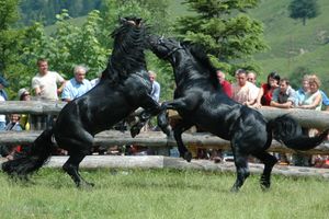 일상적으로 함께 살지 않거나 암말이 있는 곳에 있지 않은 종마 사이의 공격적이고 폭력적인 행동은 종마 관리의 어려움을 더합니다.