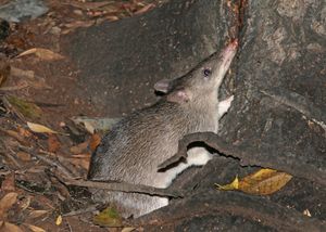 오스트레일리아 퀸즐랜드주 크레이터 호 국립공원에서 촬영