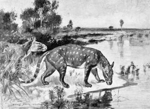 Agriochoerus antiquus의 복원도