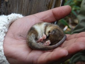 겨울철 동면 상태의 모니토 델 몬테