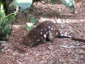 굴을 파는 모습
