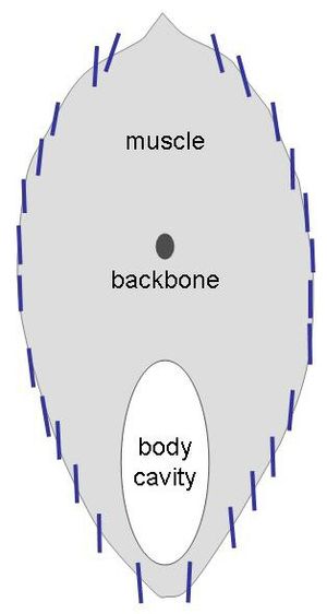 청어의 반사판은 측면에서 위장을 위해 거의 수직으로 되어 있다.