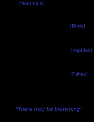 로버트 챔버스 (저널리스트)(Robert Chambers)'의 창조의 자연사 흔적(1844)은 물고기(F), 파충류(R), 새(B)가 포유류(M)로 이어지는 경로에서 갈라져 나오는 것을 보여준다.