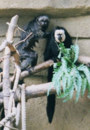 암컷(왼쪽)과 수컷 P. pithecia의 모습. 털 색깔에서 나타나는 성적 이형성을 보여준다.