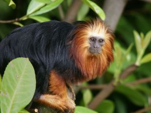 체스터 동물원에 있는 성체