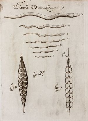 프란체스코 레디의 저서 Osservazioni intorno agli animali viventi che si trovano negli animali viventi (살아있는 동물 안에서 발견되는 살아있는 동물에 대한 관찰), 1684년