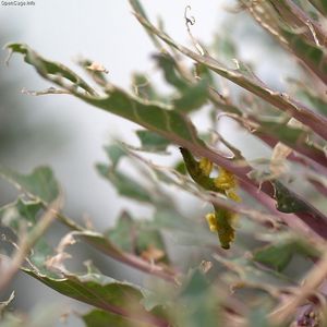 기생벌인 고치벌로부터 포식기생을 당하는 배추흰나비의 유충. 고치벌 애벌레는 숙주인 배추흰나비의 몸속에서 기생하다가 뚫고 나와 고치를 만든다.