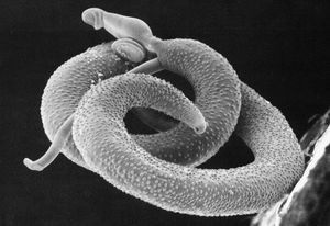 Schistosoma mansoni는 인간의 혈관내에서 사는 내부기생충이다.