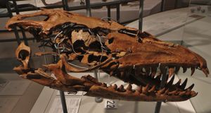 프로그나토돈 속의 모식종 P.solvayi의 두개골