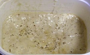 3일 이상 발효된 밀가루와 액체로 만든 사워도우 종