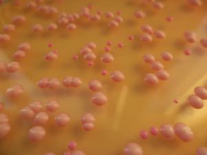 브레타노마이세스 효모 배양