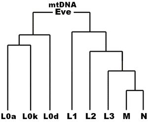 인류 미토콘드리아 DNA 하플로그룹 계통수의 간단한 도해