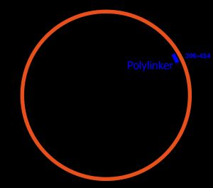 pUC 플라스미드는 복제 수가 높고, 다중 클로닝 부위(폴리링커), 암피실린 항생제 선택 유전자을 포함하며, 파란색-흰색 스크린에 사용할 수 있다.