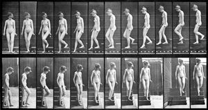 에드워드 마이브리지의 해당 정지 사진