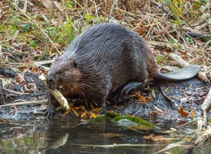 아메리카 비버가 Grenadier Pond 북쪽에서 서식하고 있다.