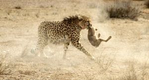 아시아 치타}}에게 잡힌 케이프토끼.