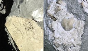 칼즈배드 동굴의 Capitan Reef의 화석