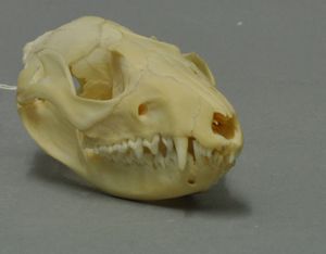 물주머니쥐의 두개골