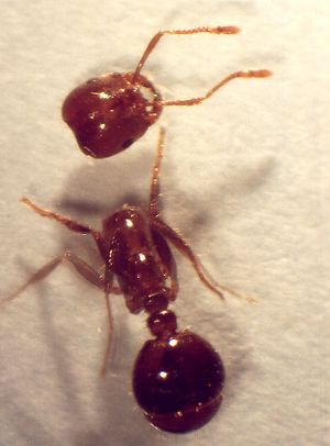 벼룩파리 Pseudoactaeon sp.에 의해 머리가 잘린 붉은불개미.