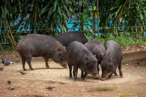 상파울루 동물원의 무리